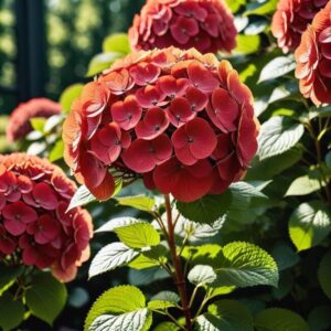 Hortensja czerwona odmiany
